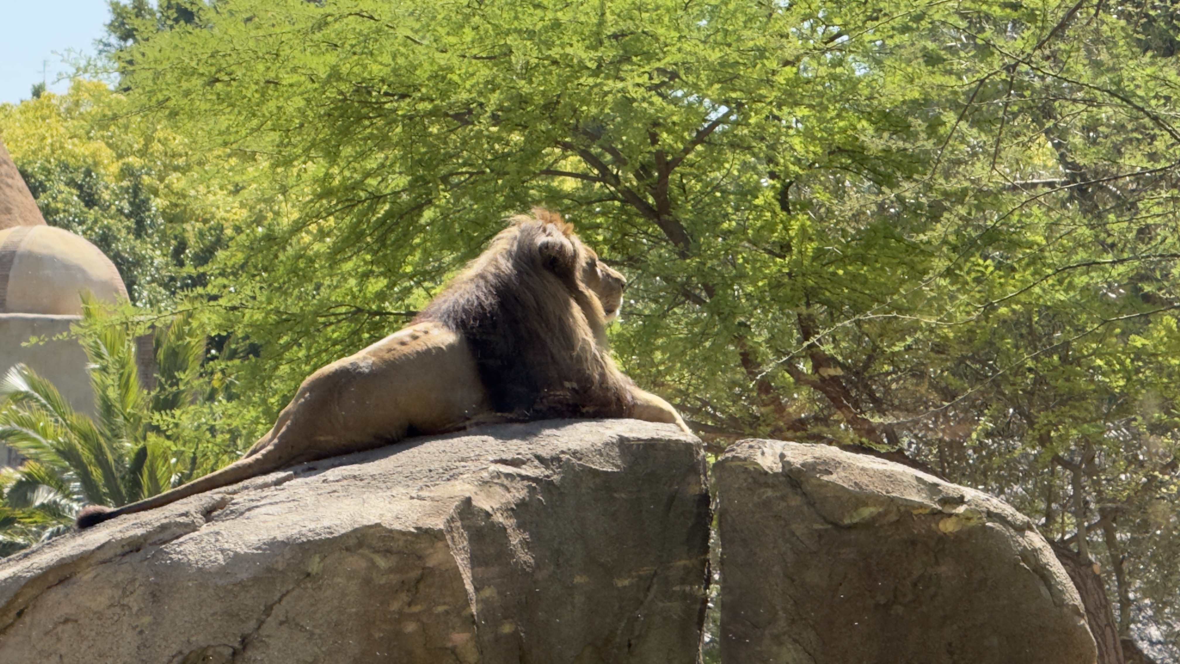 Afrikas Tierwelt im BIOPARC Valencia