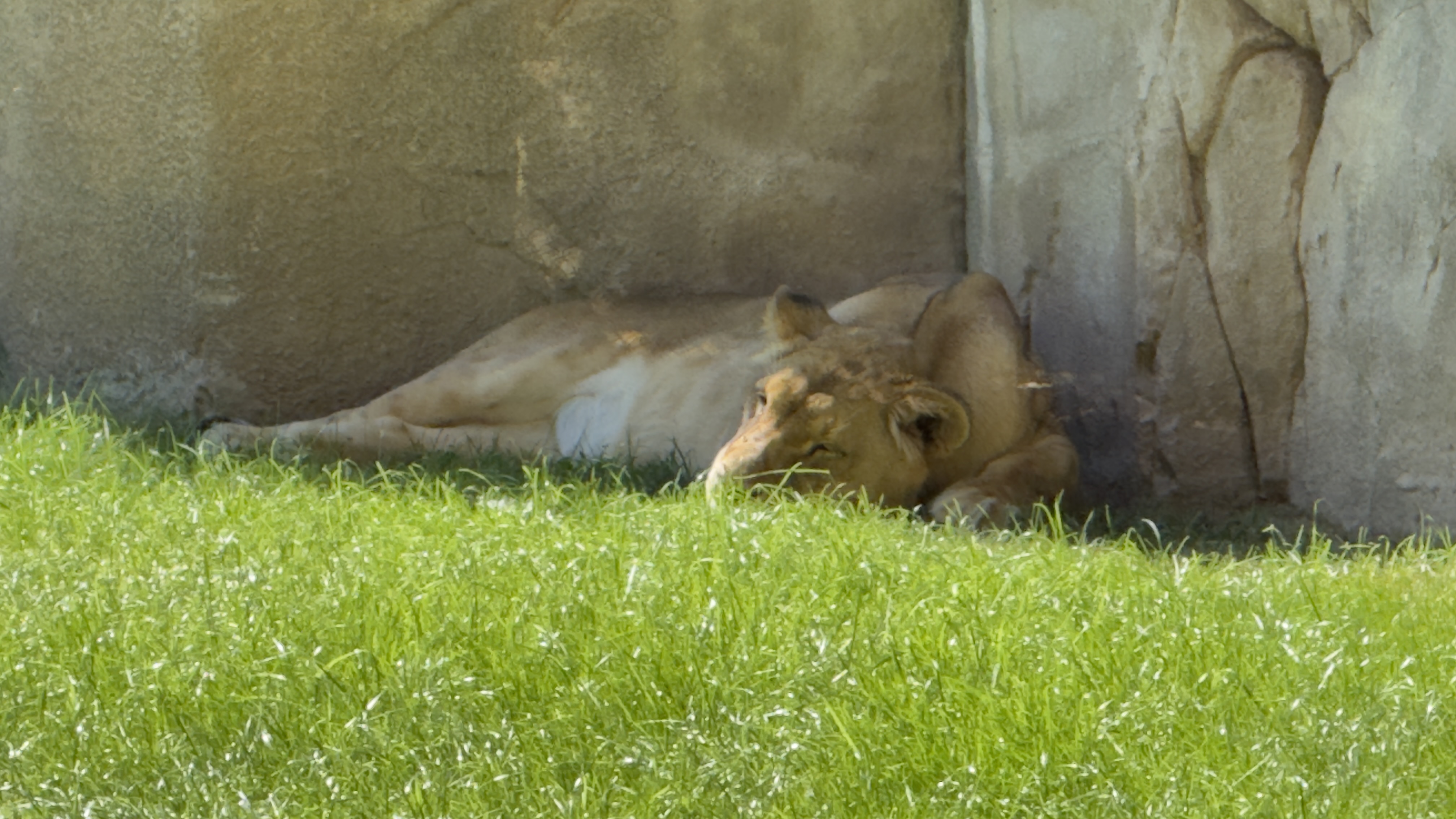 Afrikas Tierwelt im BIOPARC Valencia