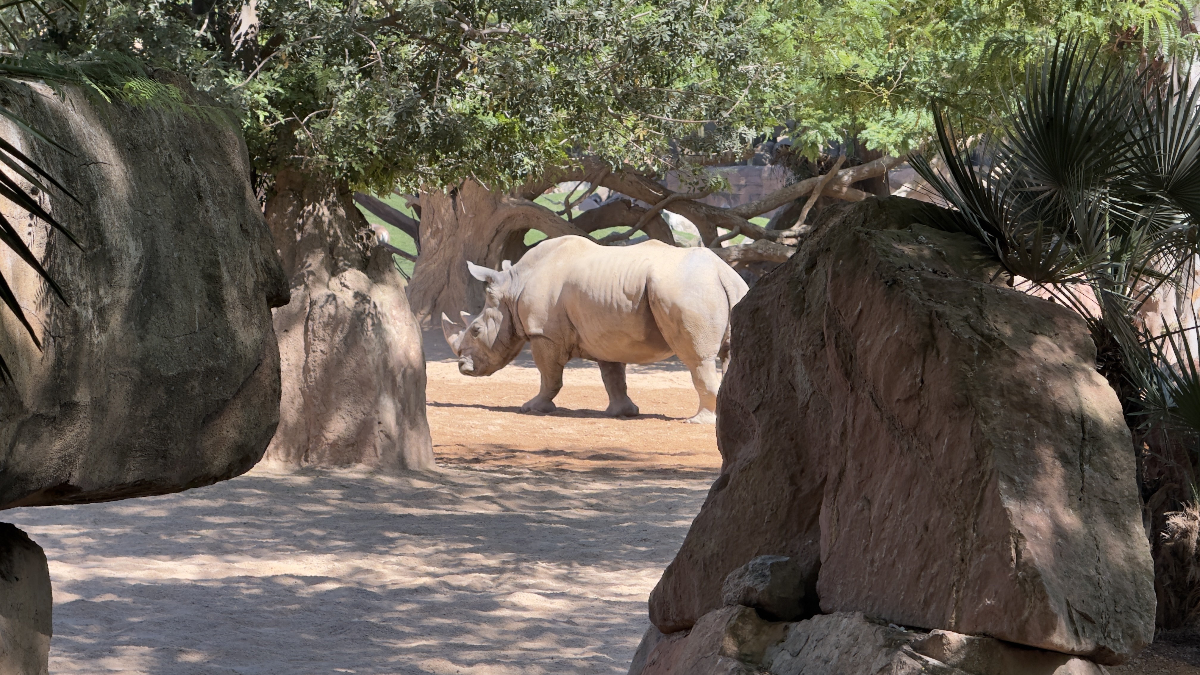 Afrikas Tierwelt im BIOPARC Valencia