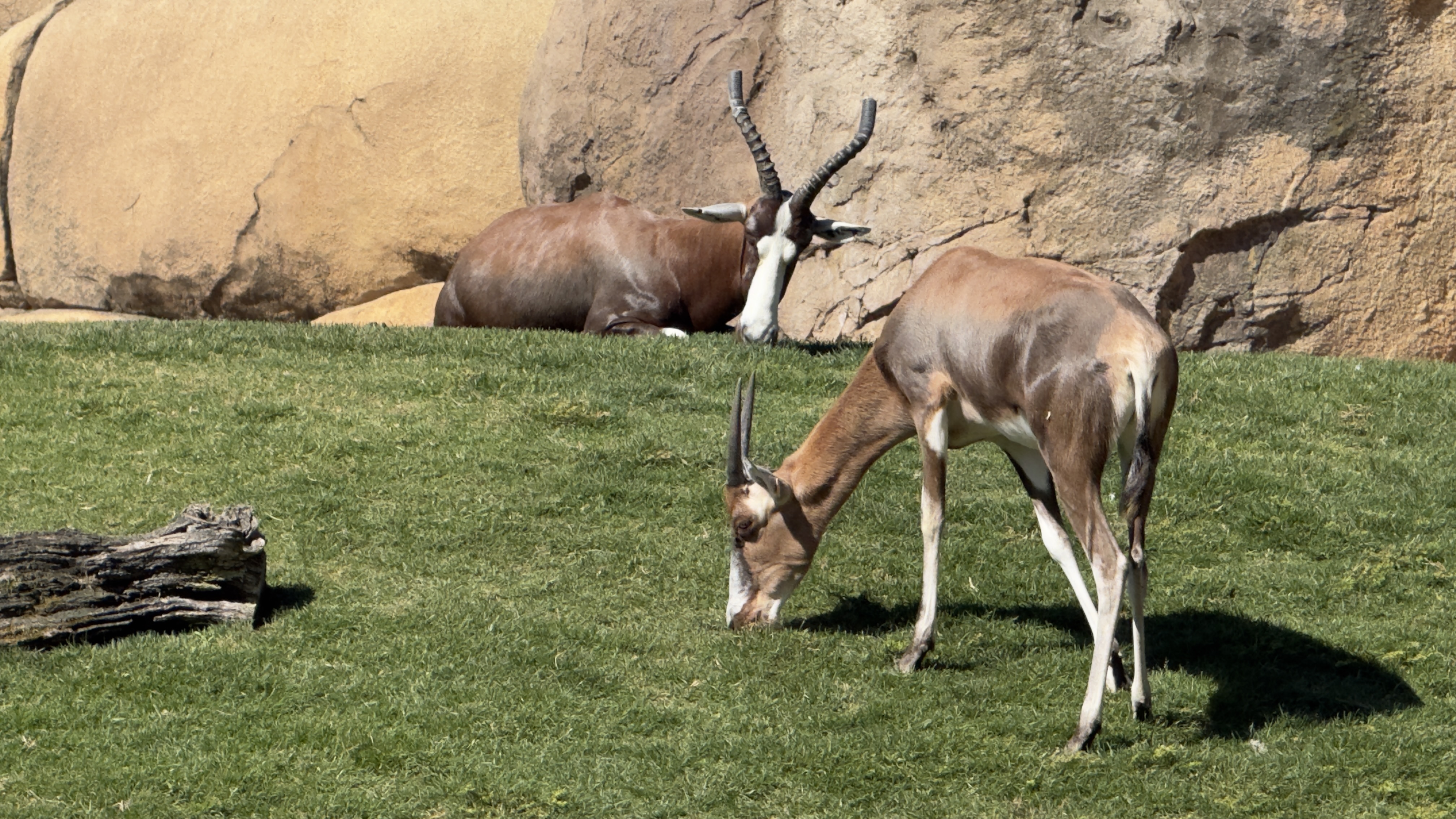 Afrikas Tierwelt im BIOPARC Valencia