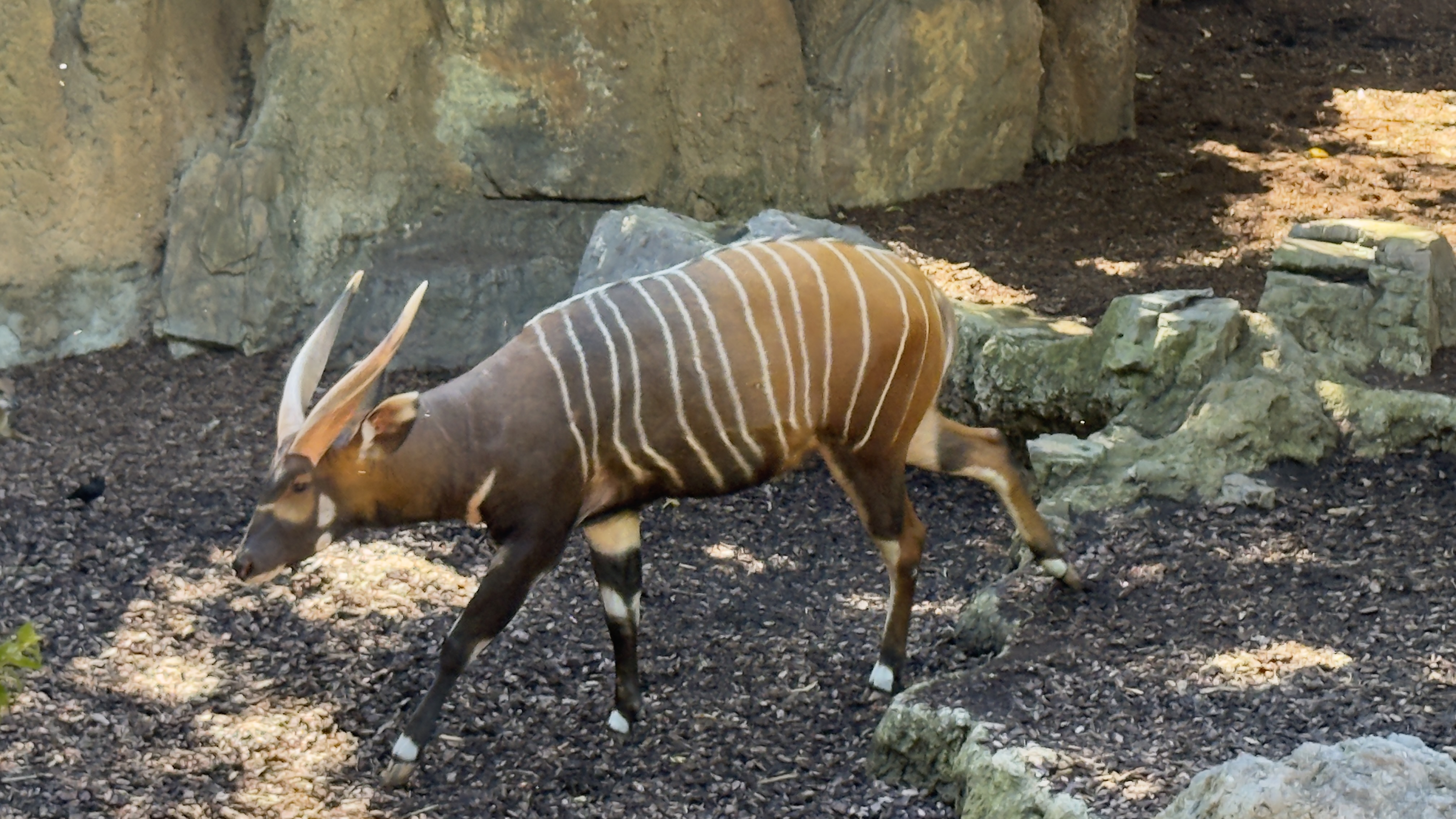 Afrikas Tierwelt im BIOPARC Valencia