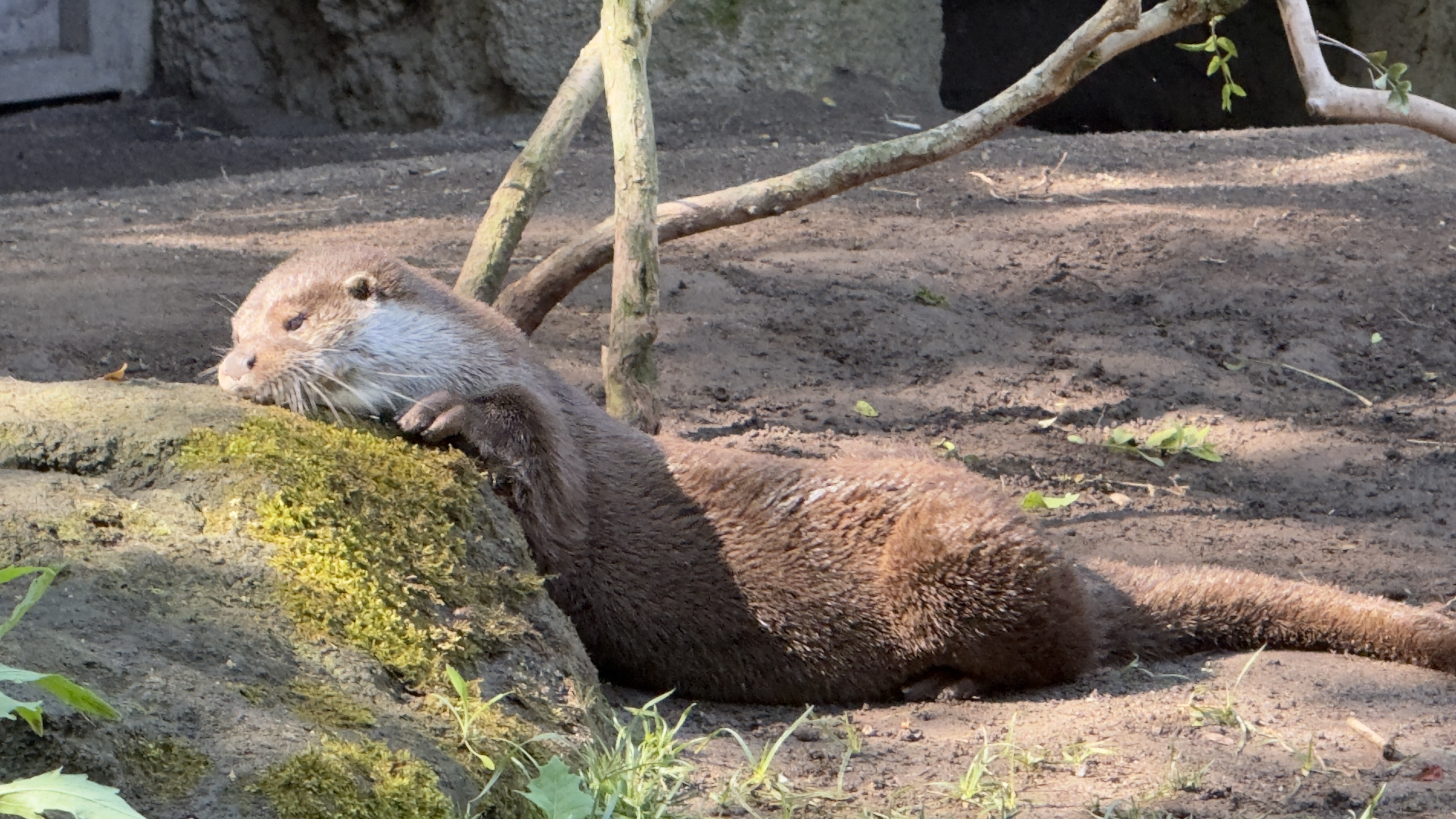 Afrikas Tierwelt im BIOPARC Valencia