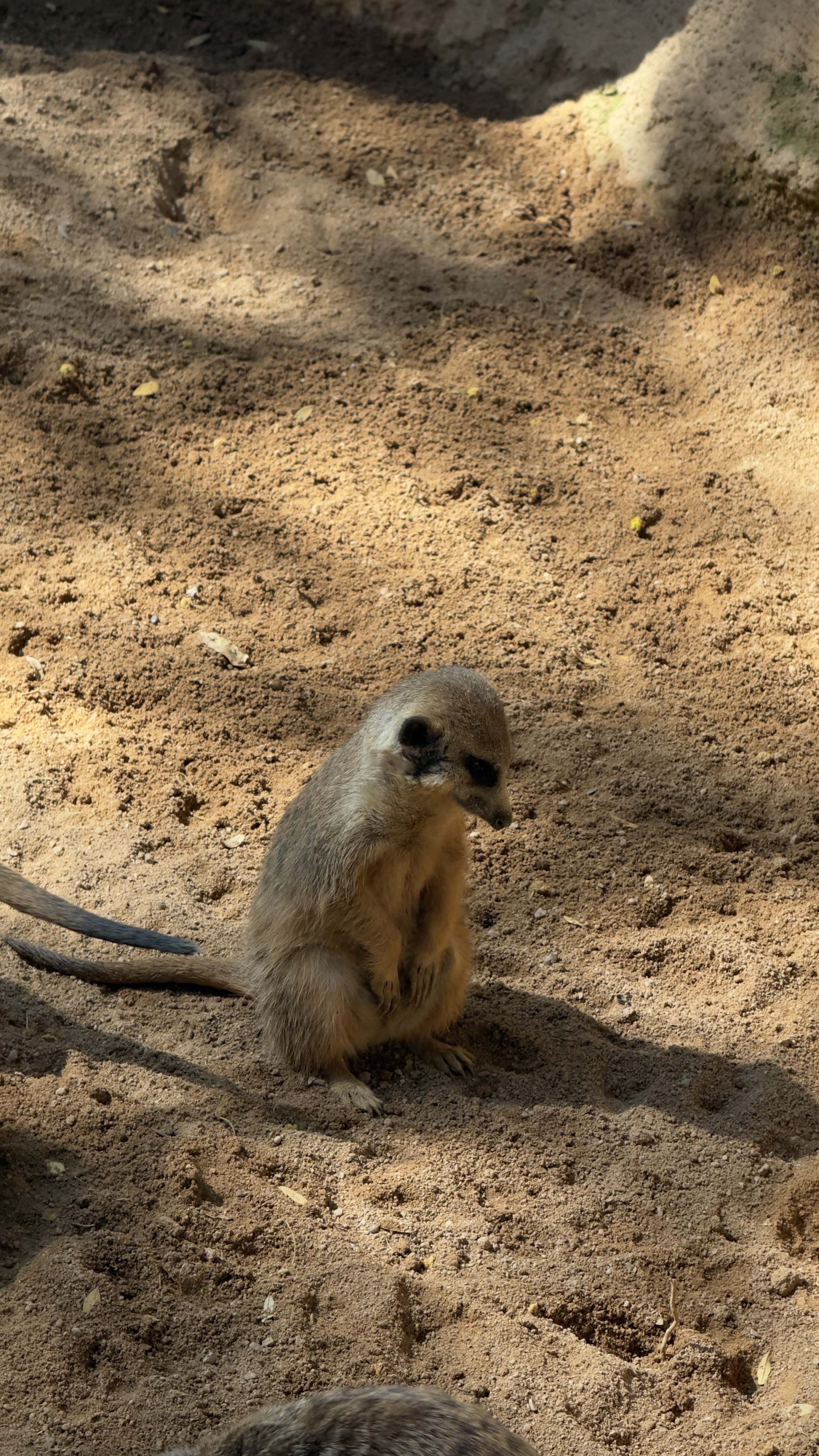 Afrikas Tierwelt im BIOPARC Valencia
