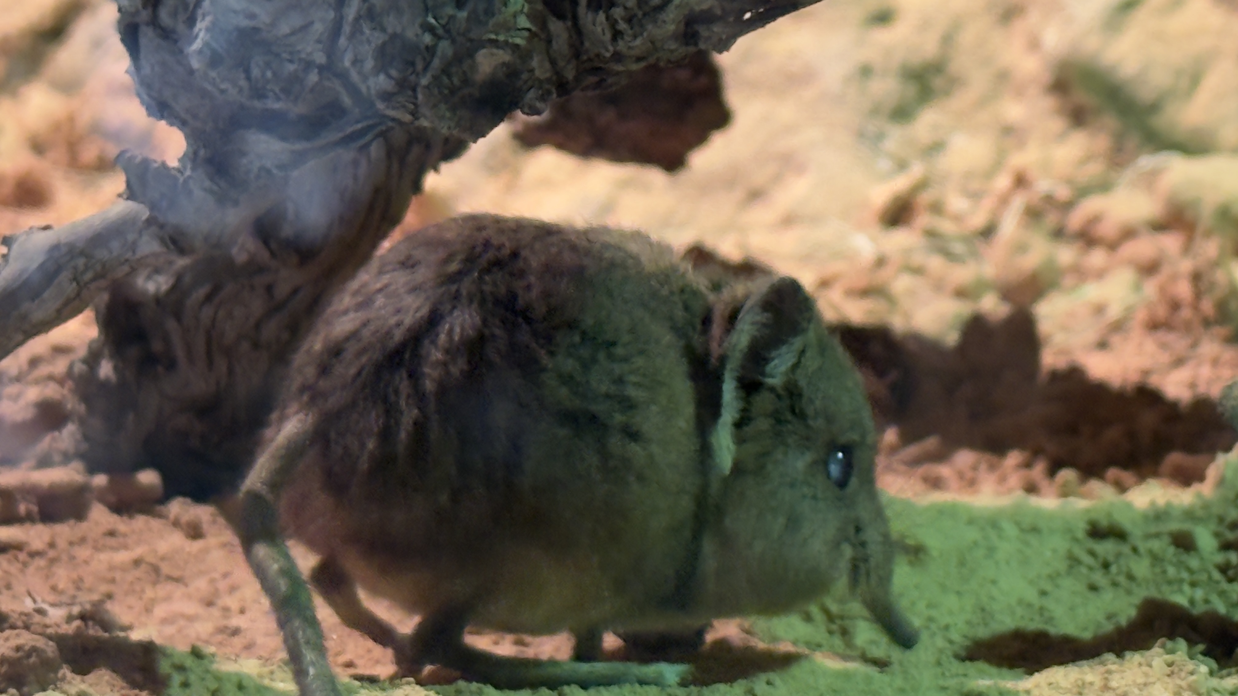 Afrikas Tierwelt im BIOPARC Valencia