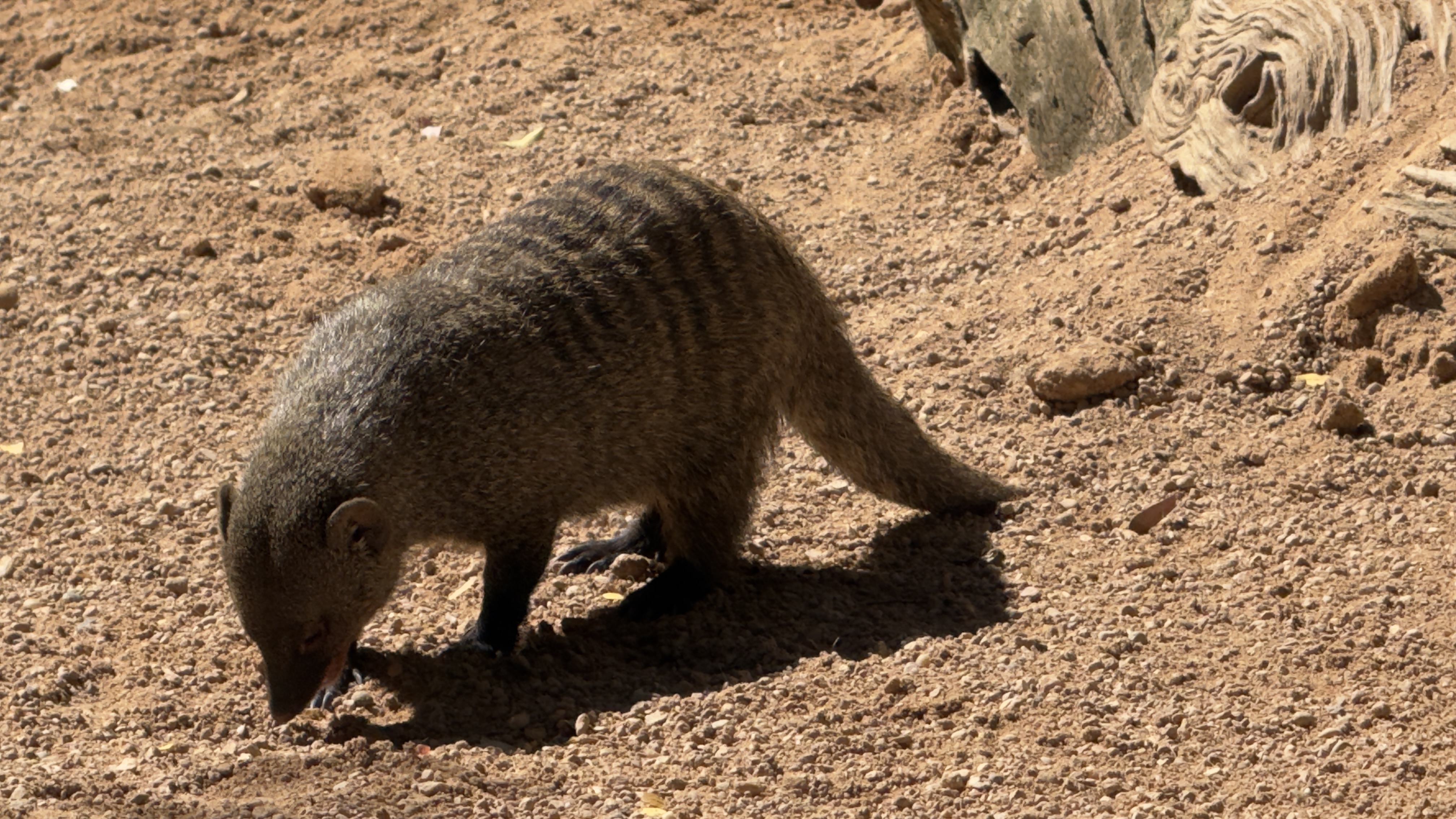 Afrikas Tierwelt im BIOPARC Valencia