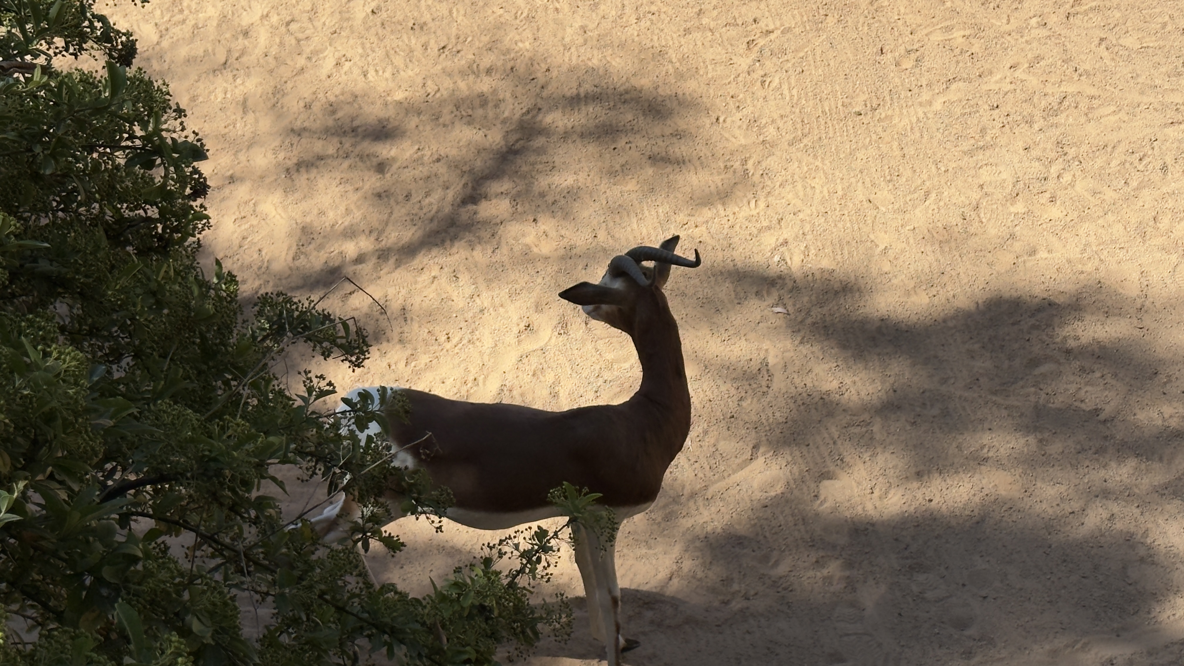 Afrikas Tierwelt im BIOPARC Valencia