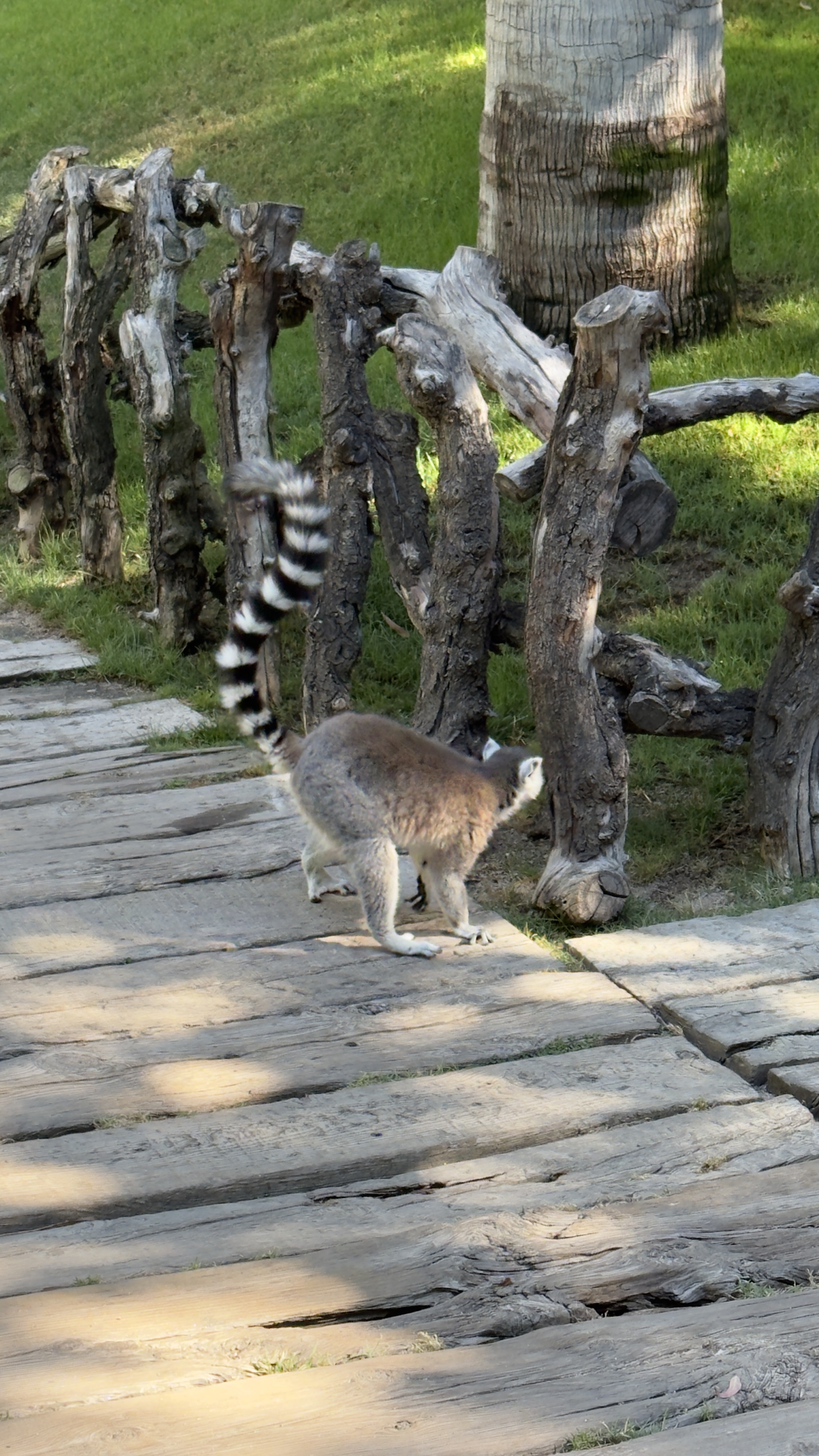 Afrikas Tierwelt im BIOPARC Valencia