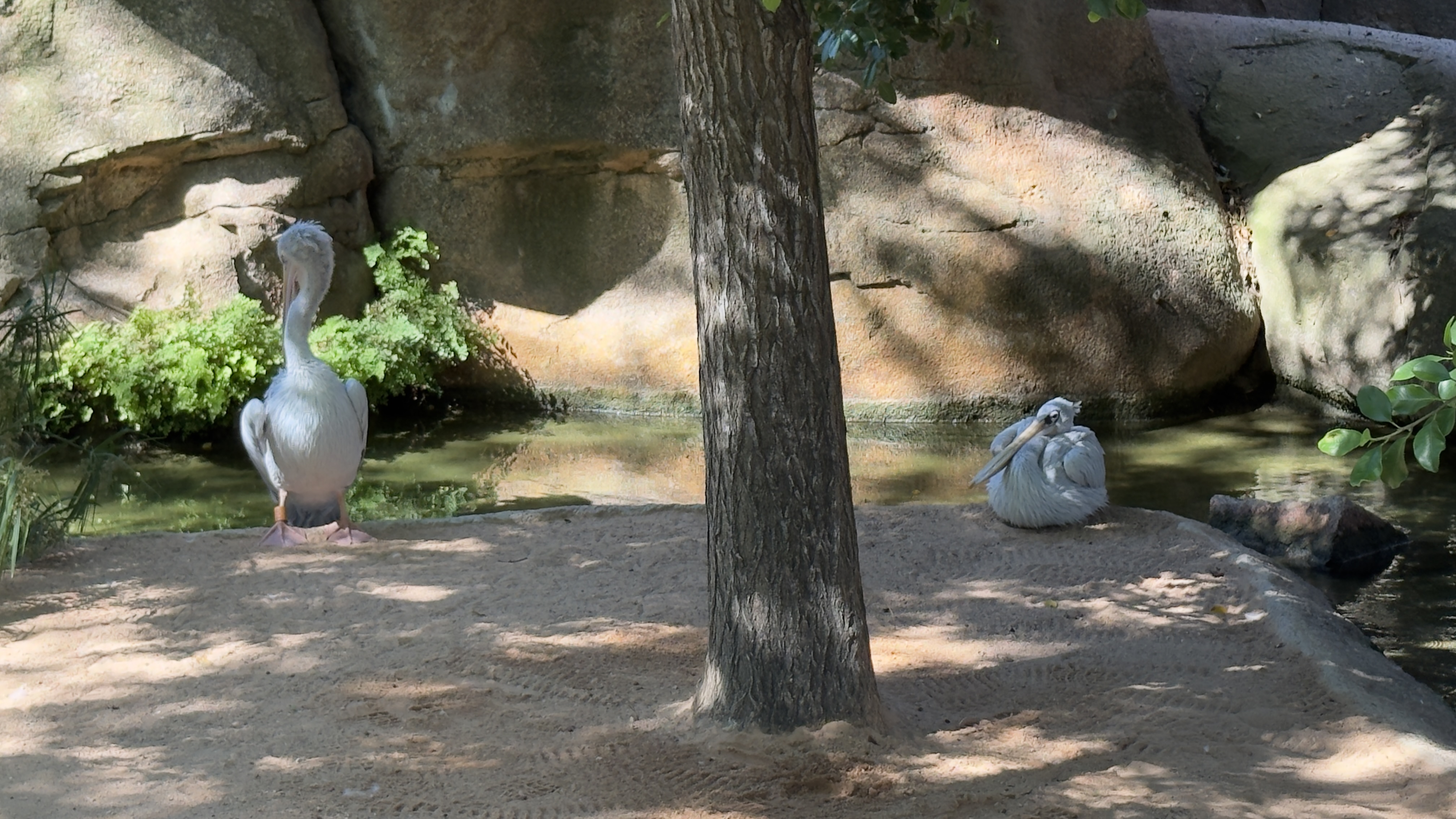 Afrikas Tierwelt im BIOPARC Valencia