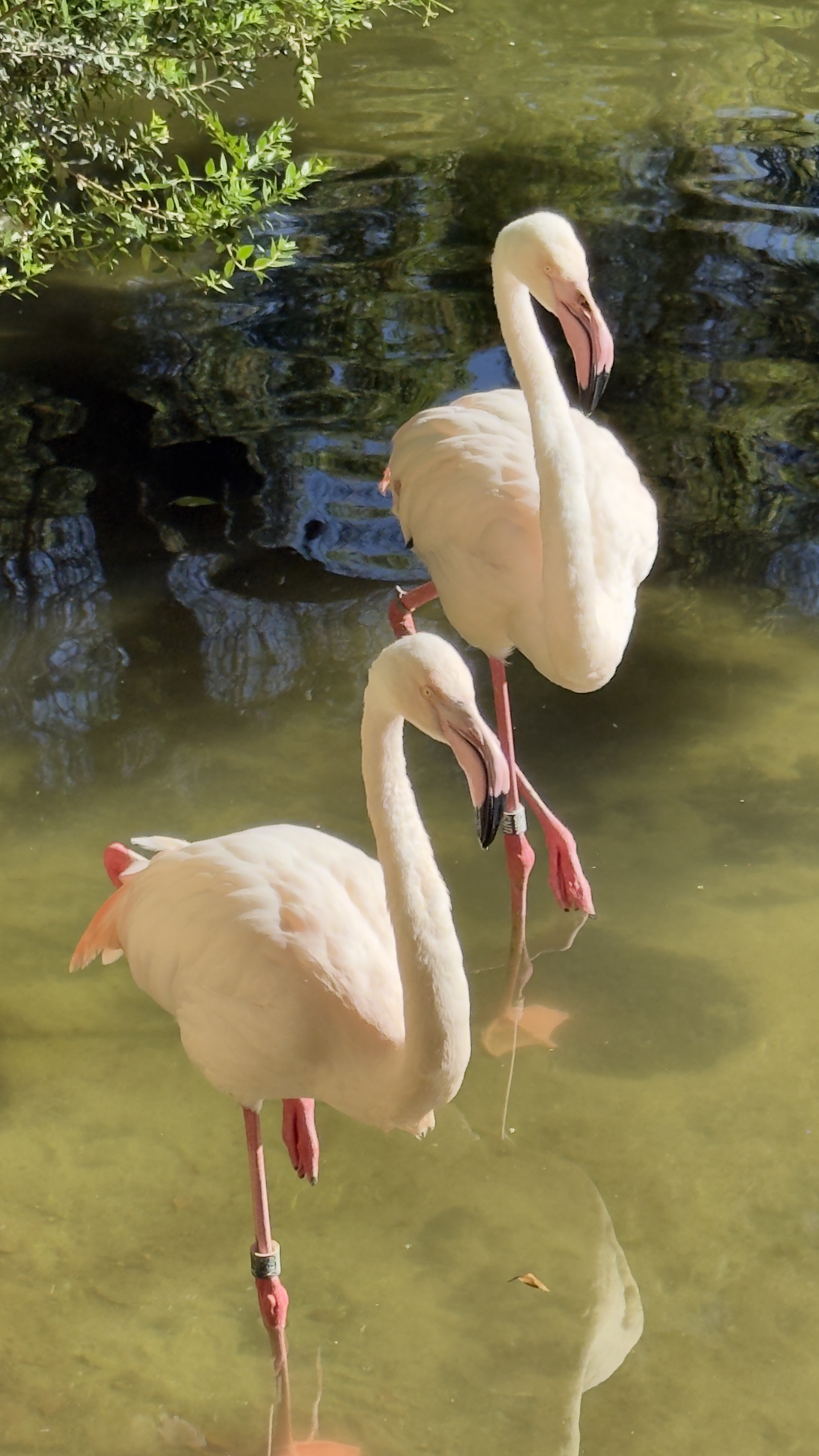 Afrikas Tierwelt im BIOPARC Valencia