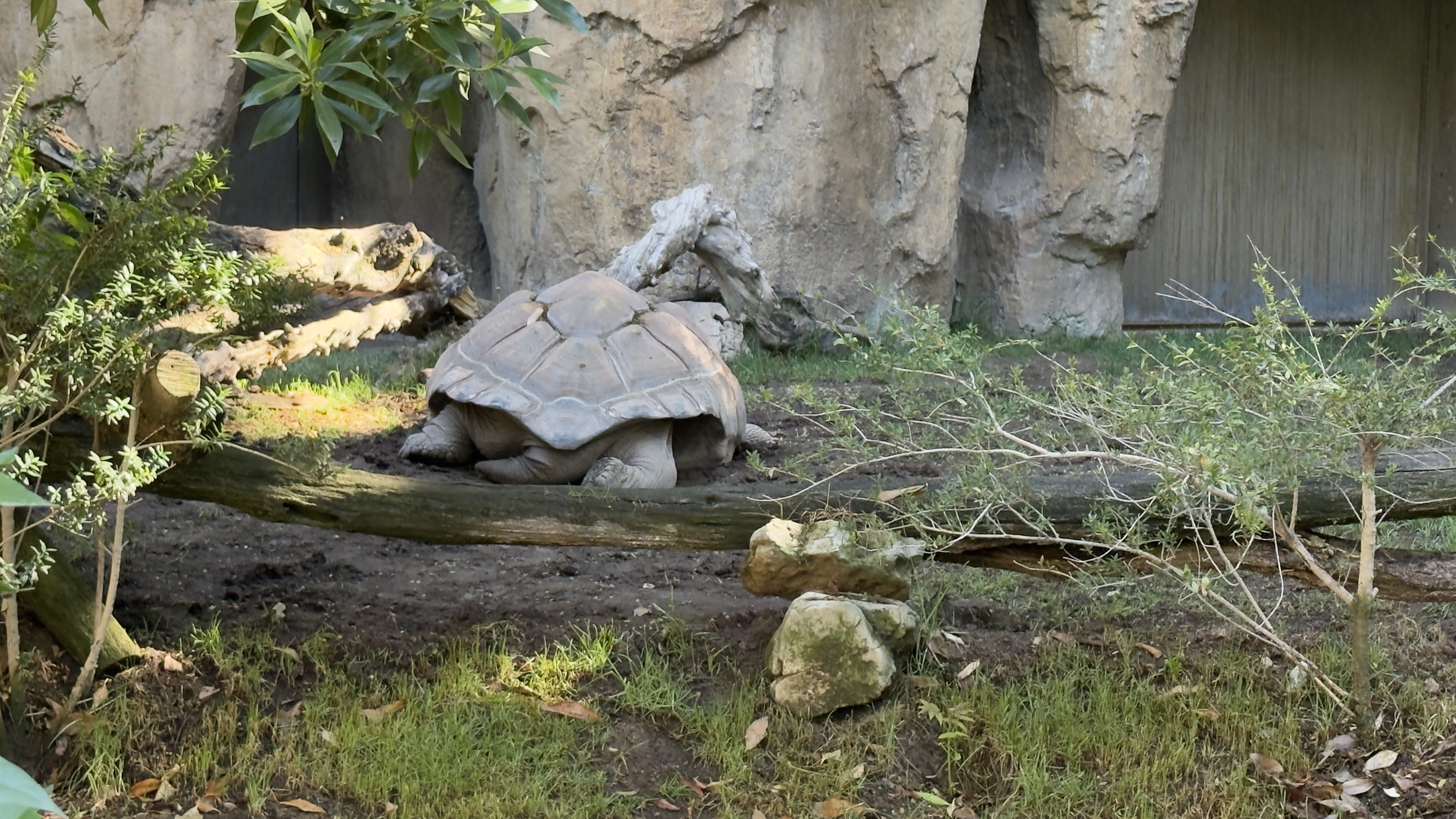 Afrikas Tierwelt im BIOPARC Valencia