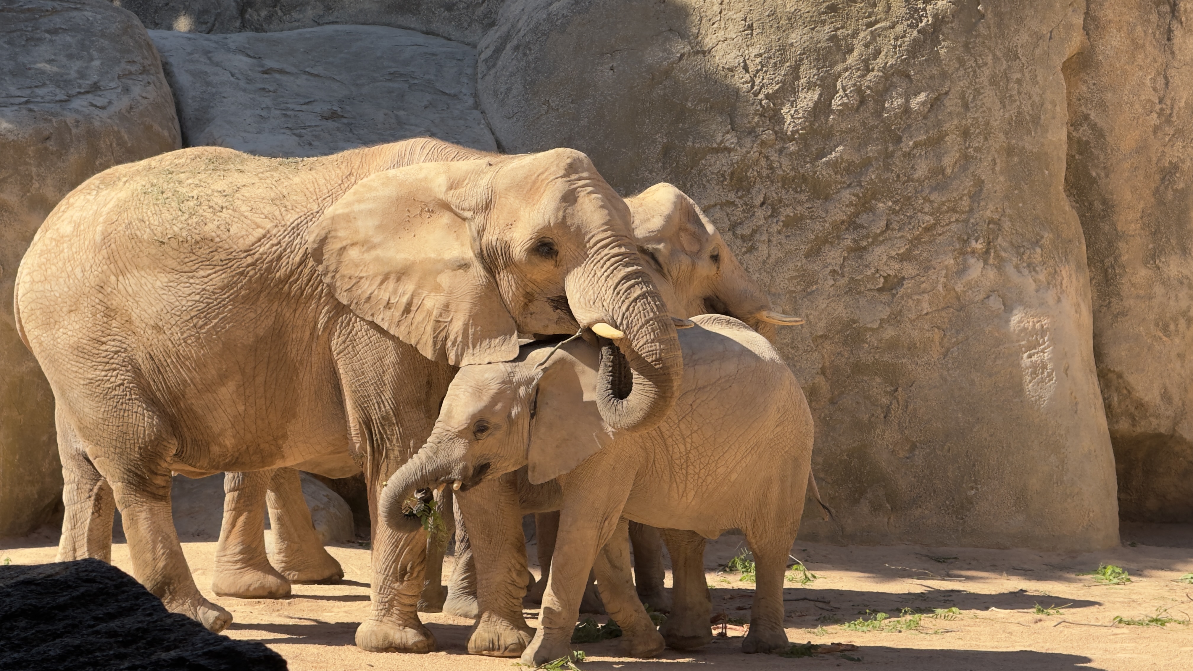 Afrikas Tierwelt im BIOPARC Valencia