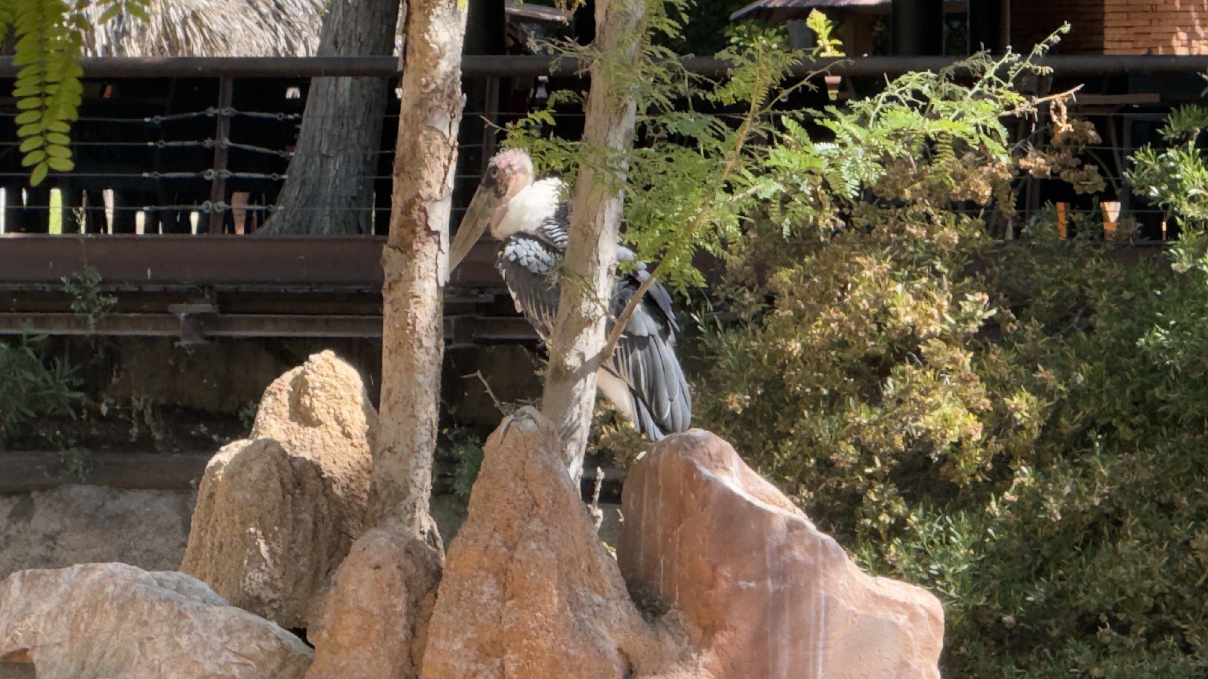 Afrikas Tierwelt im BIOPARC Valencia