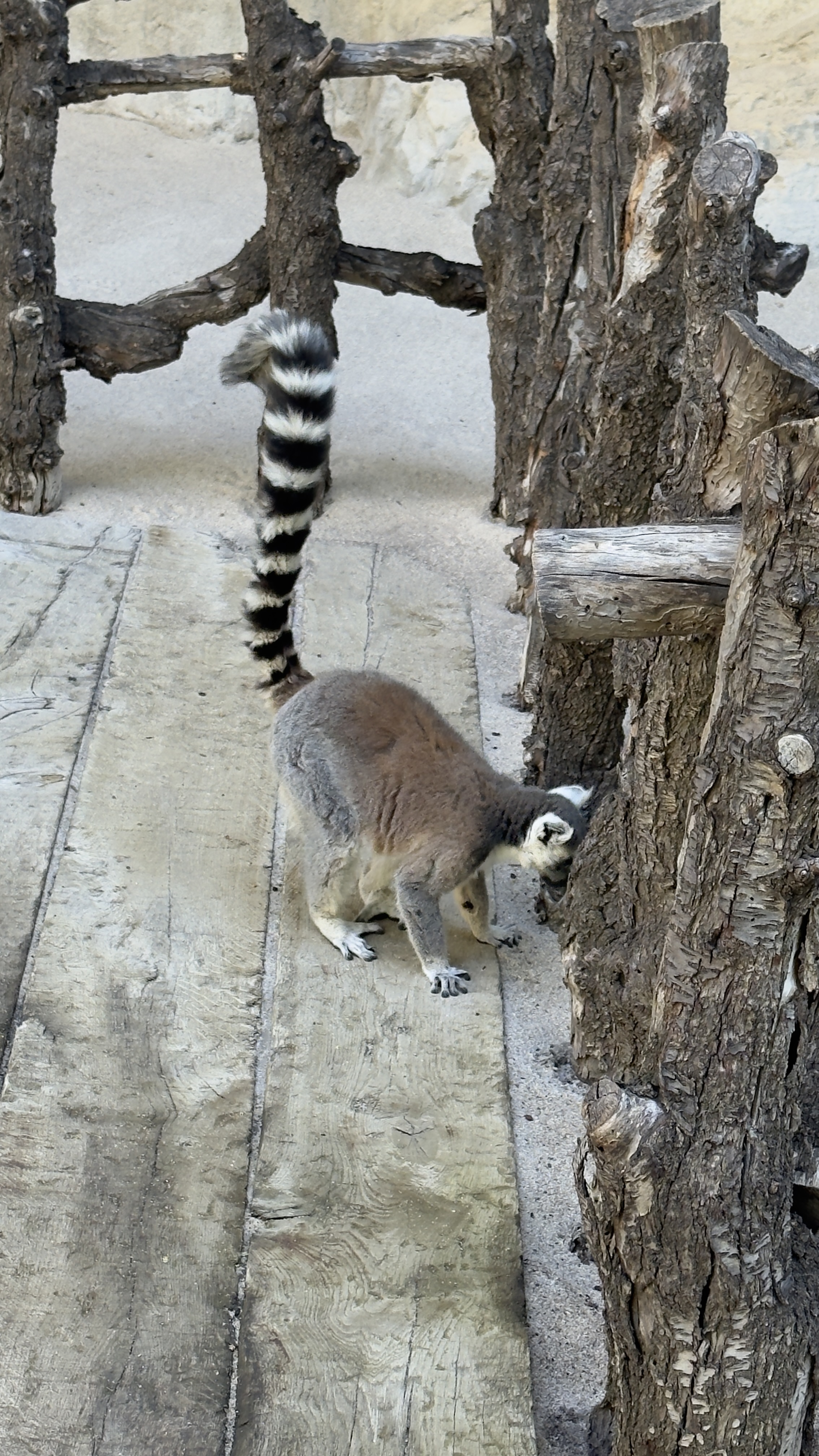 Afrikas Tierwelt im BIOPARC Valencia
