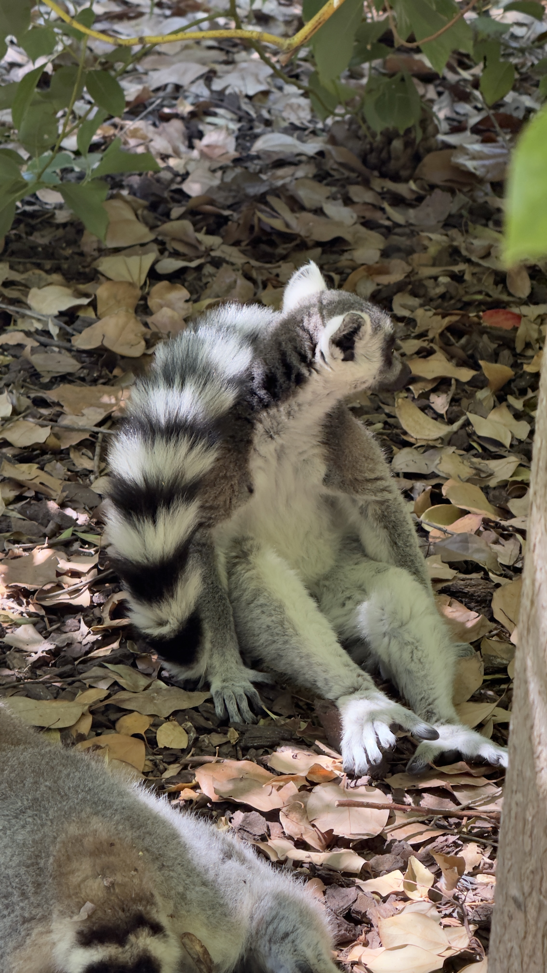 Afrikas Tierwelt im BIOPARC Valencia