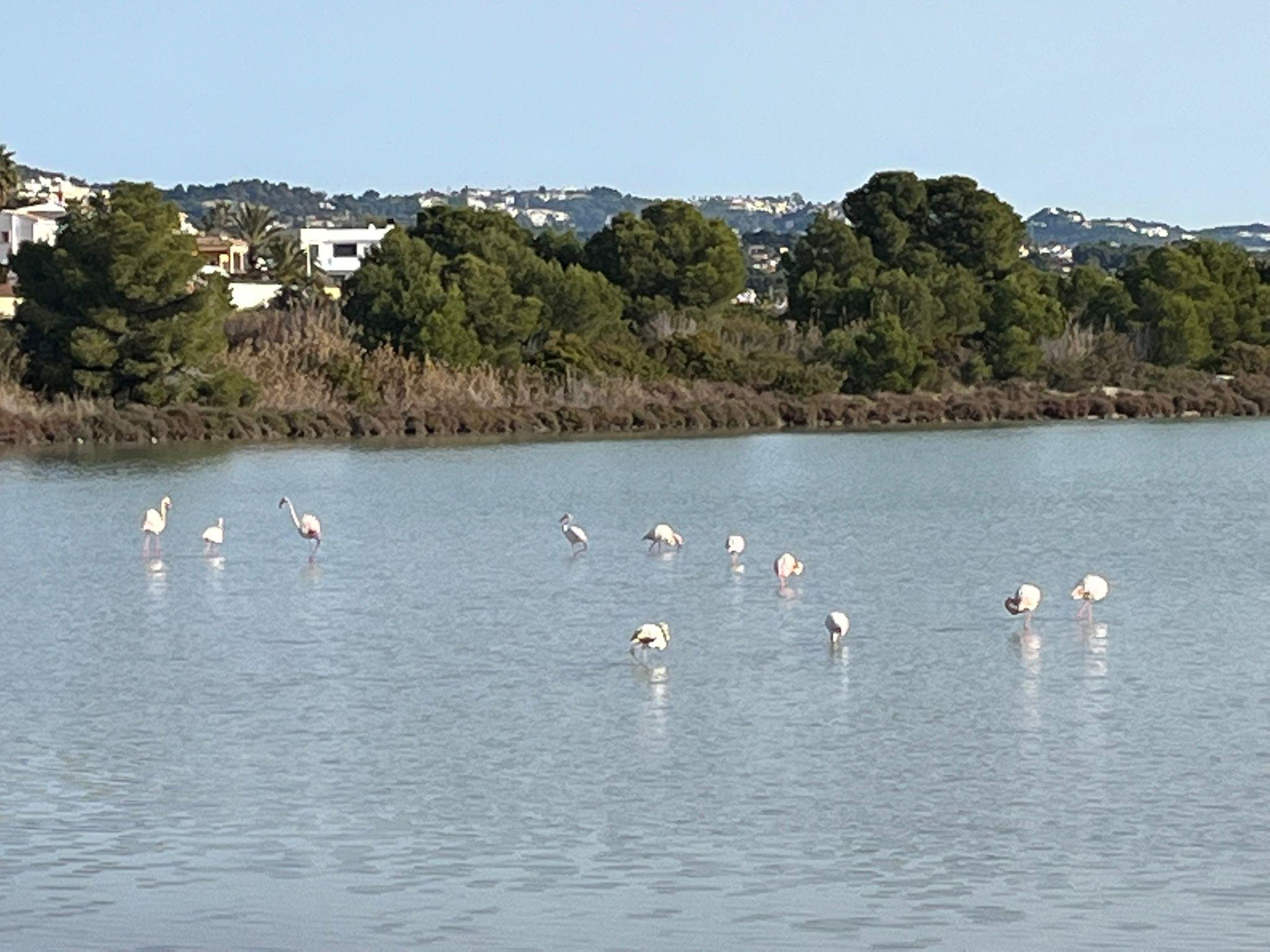 Flamingos im stillen Wasser von Calp