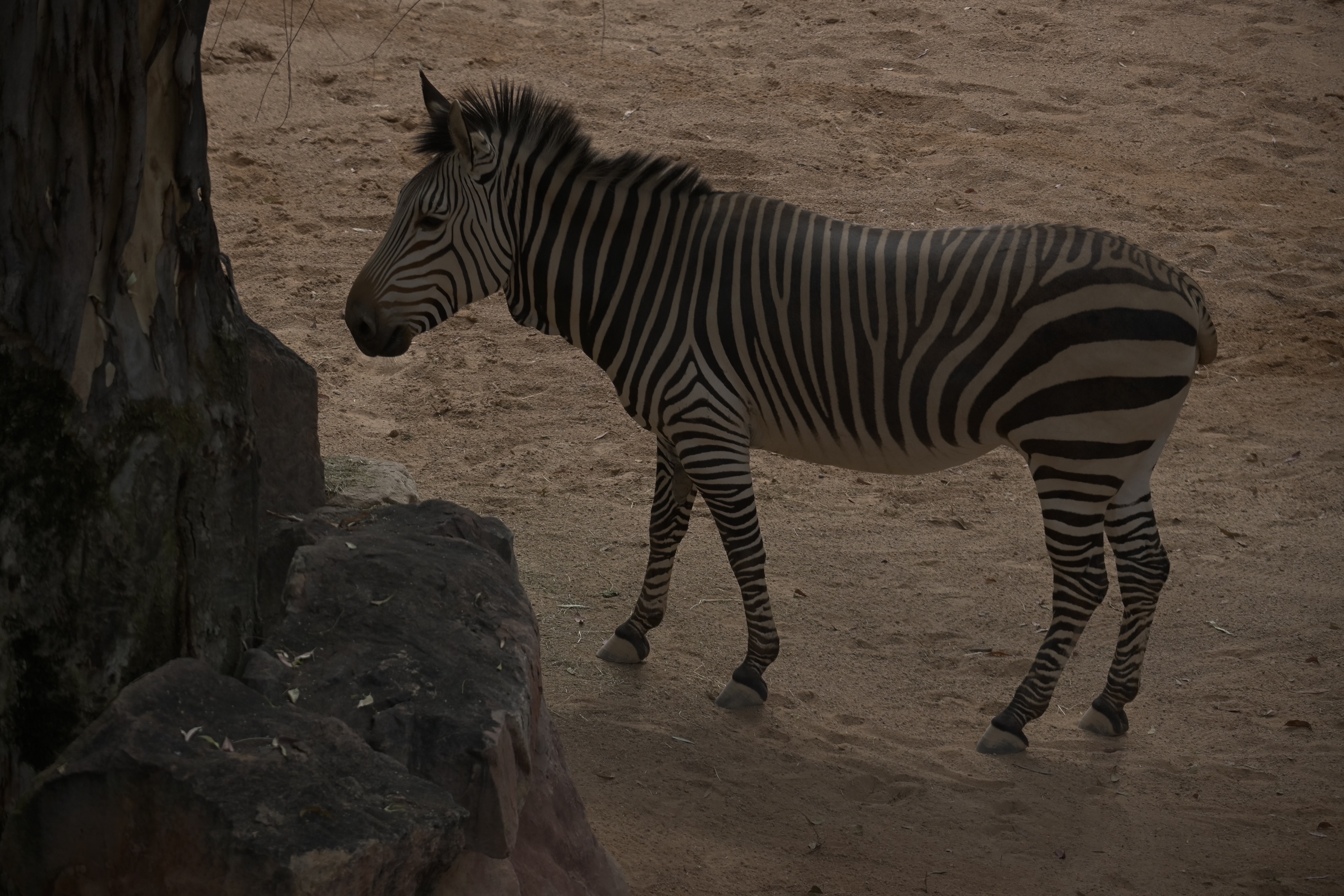 Zebra im Schatten eines Baumes